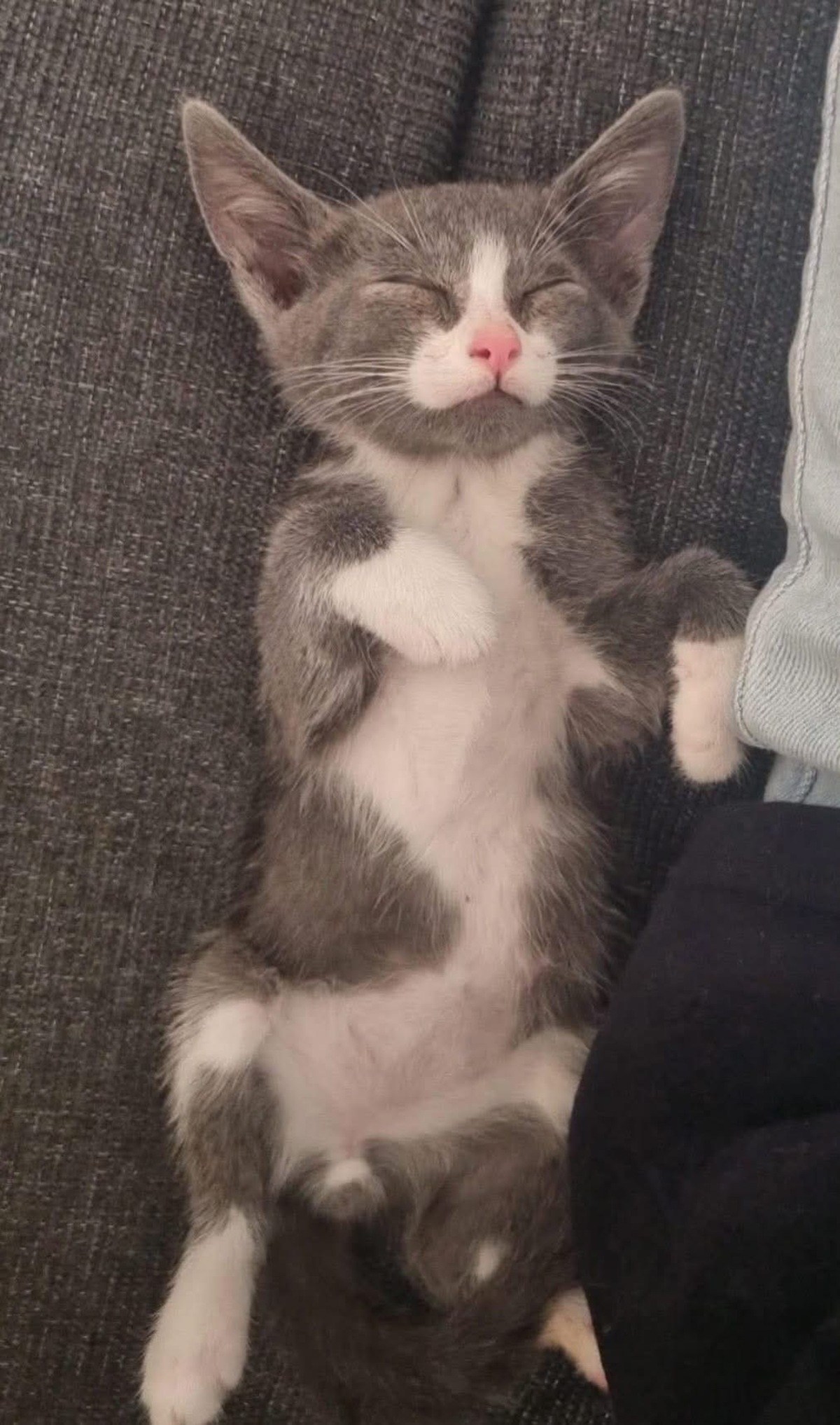 Adoption DUMBO