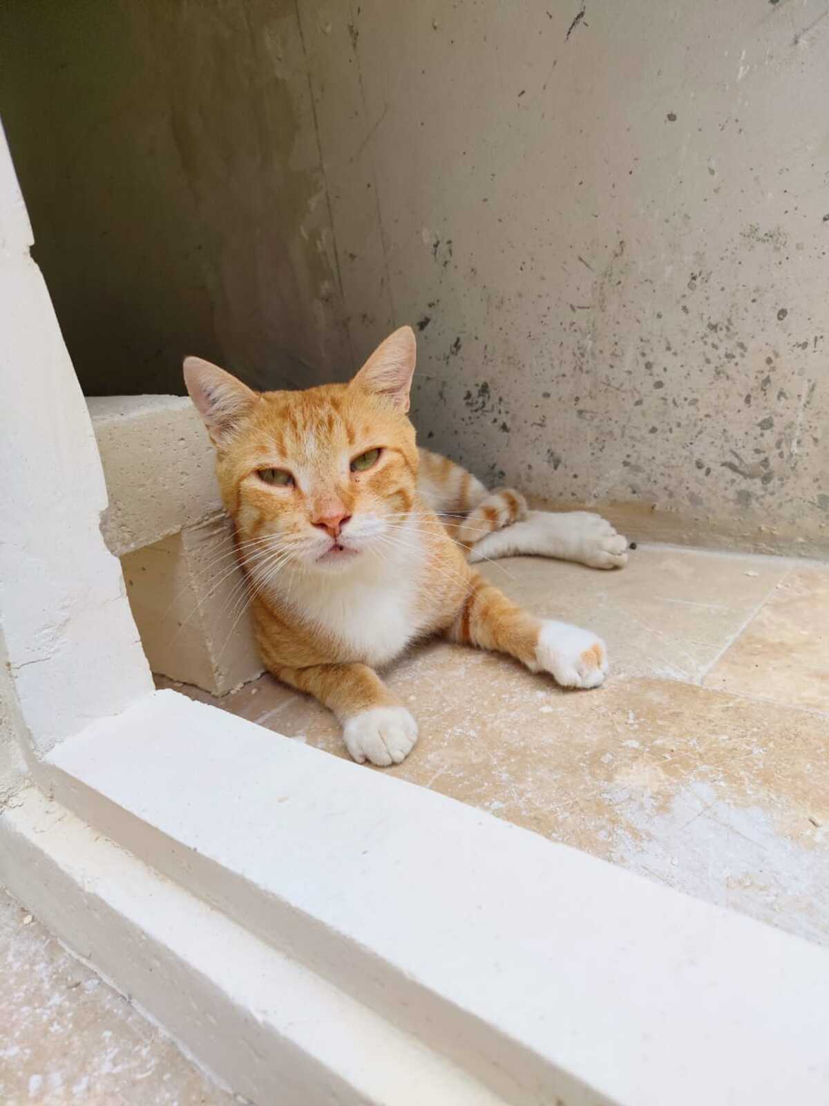 Adoption Jimmy
