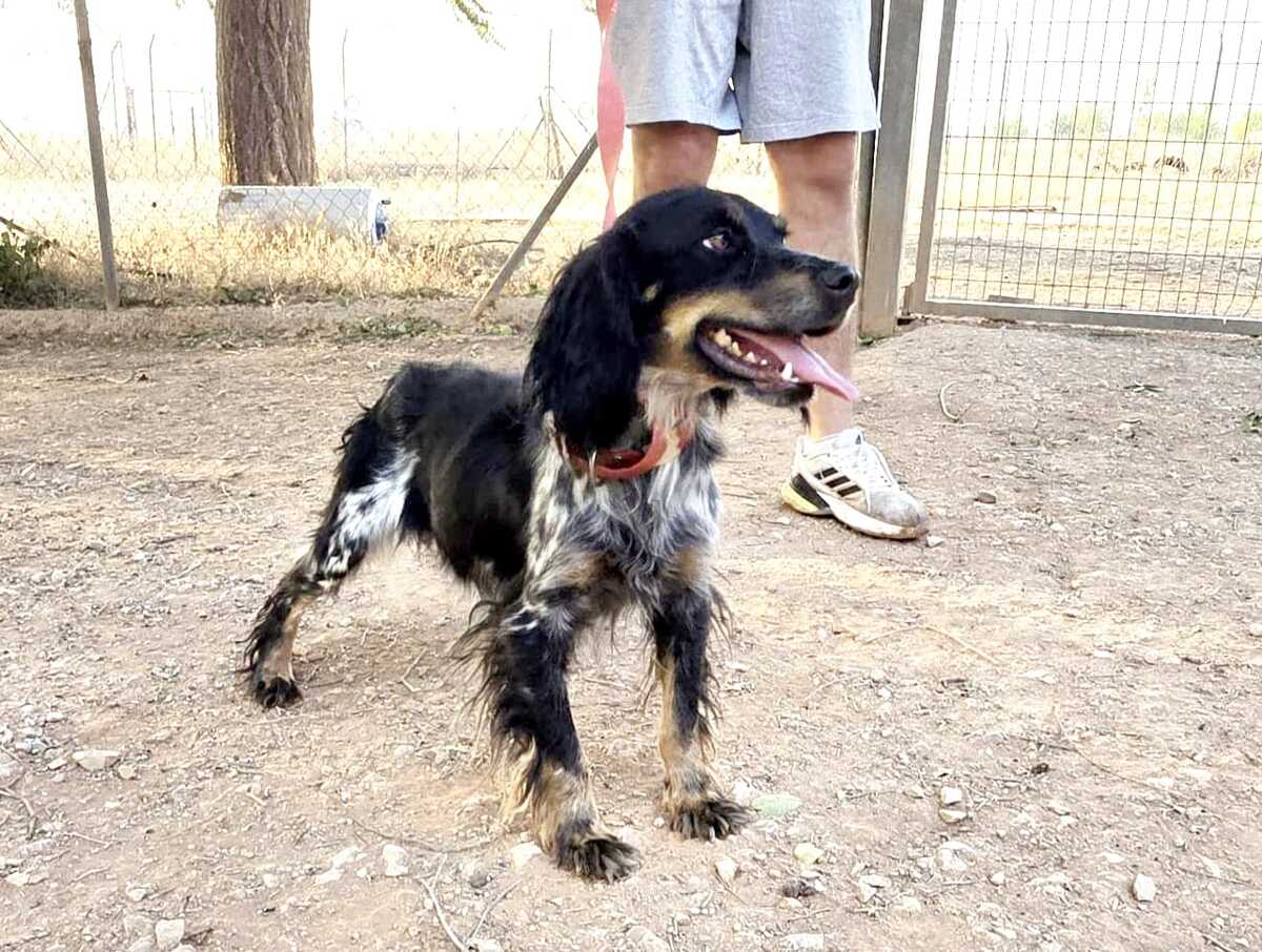 Adoption Kora 
