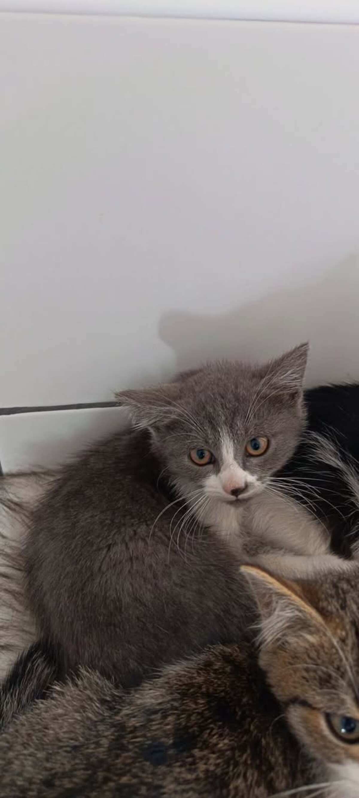 Adoption Nuage
