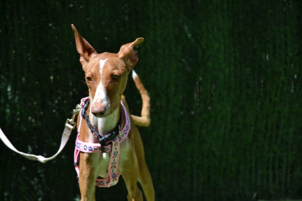 Adoption Sunny