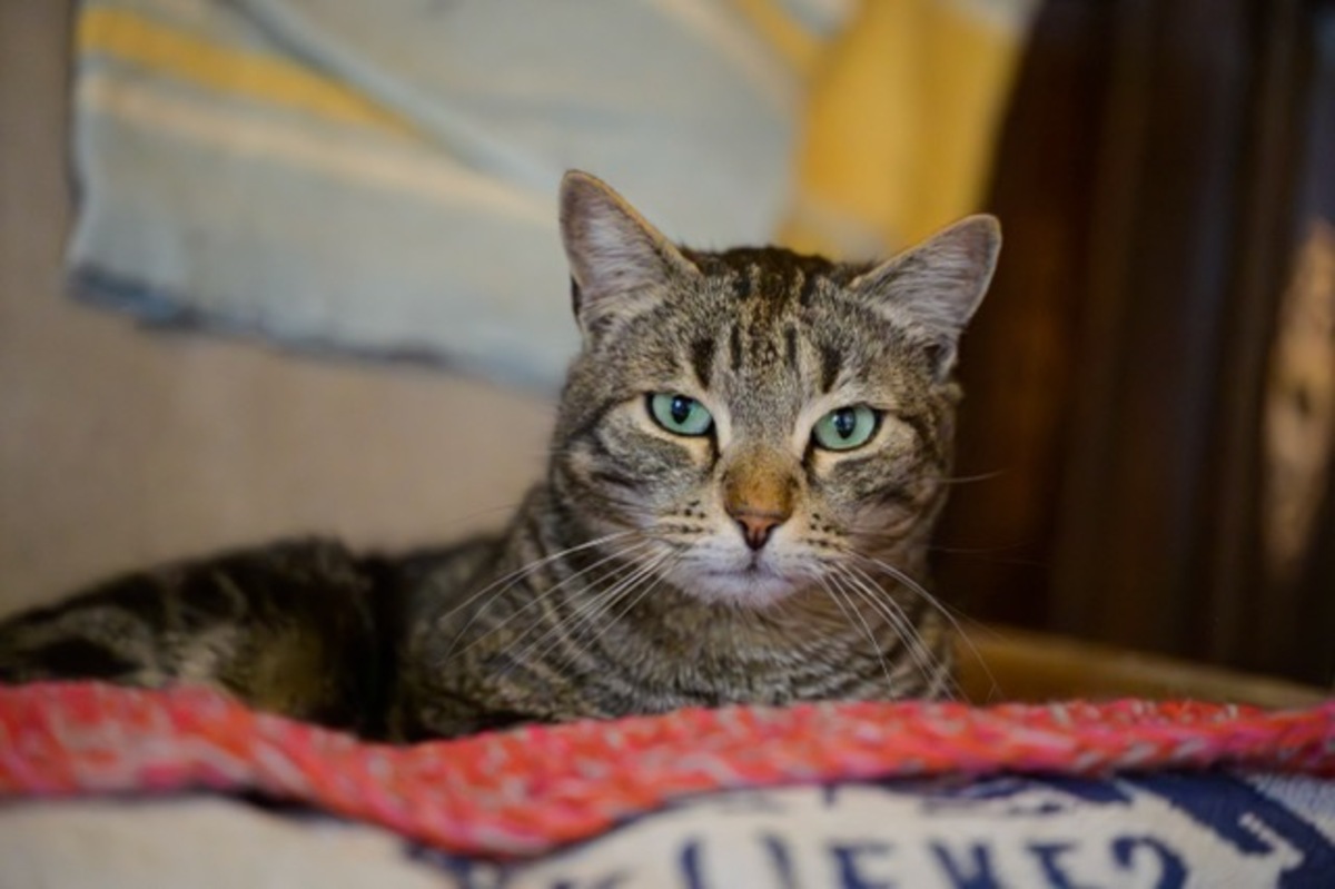 Adoption Max
