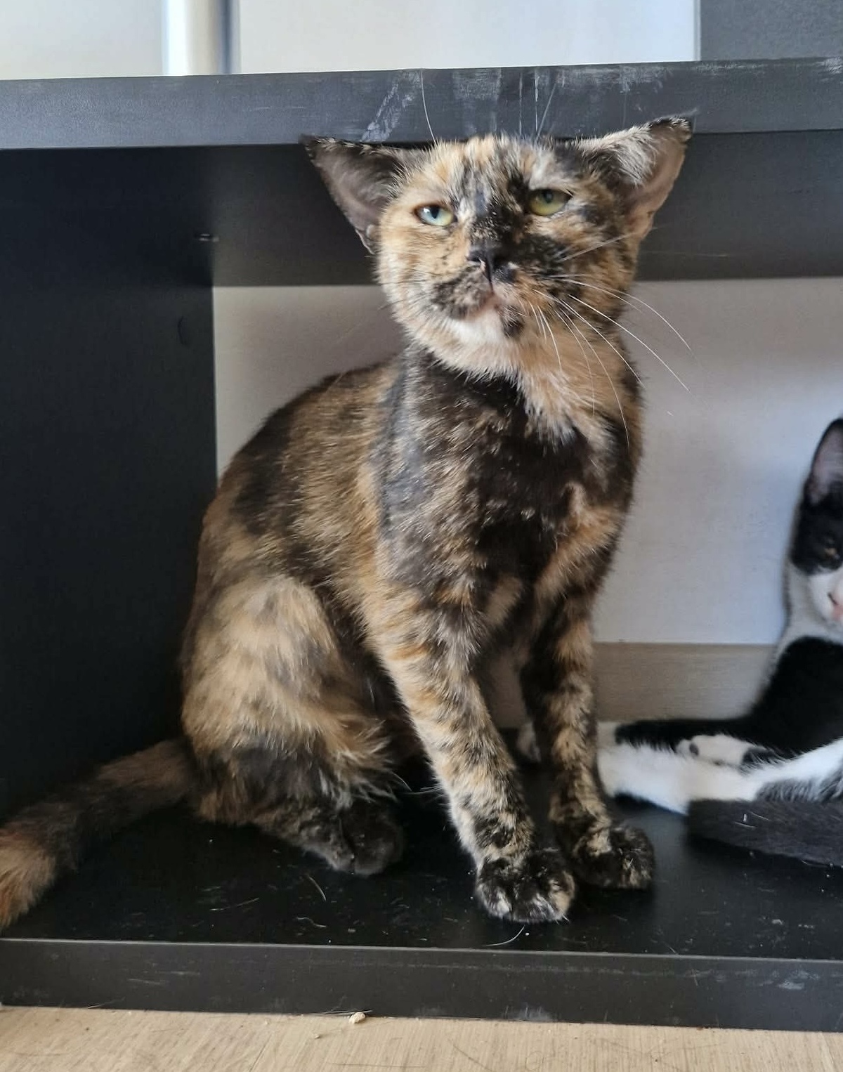 Adoption Zibeline