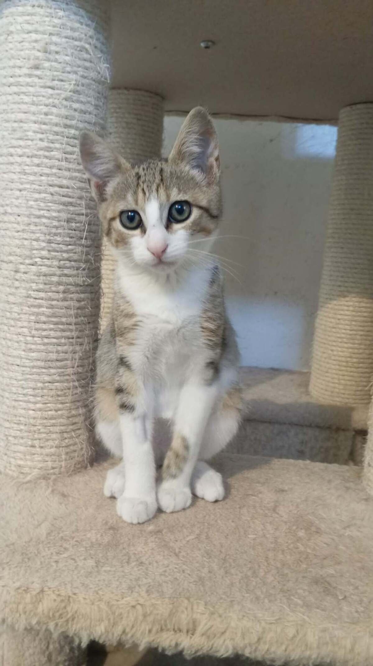 Adoption TITO