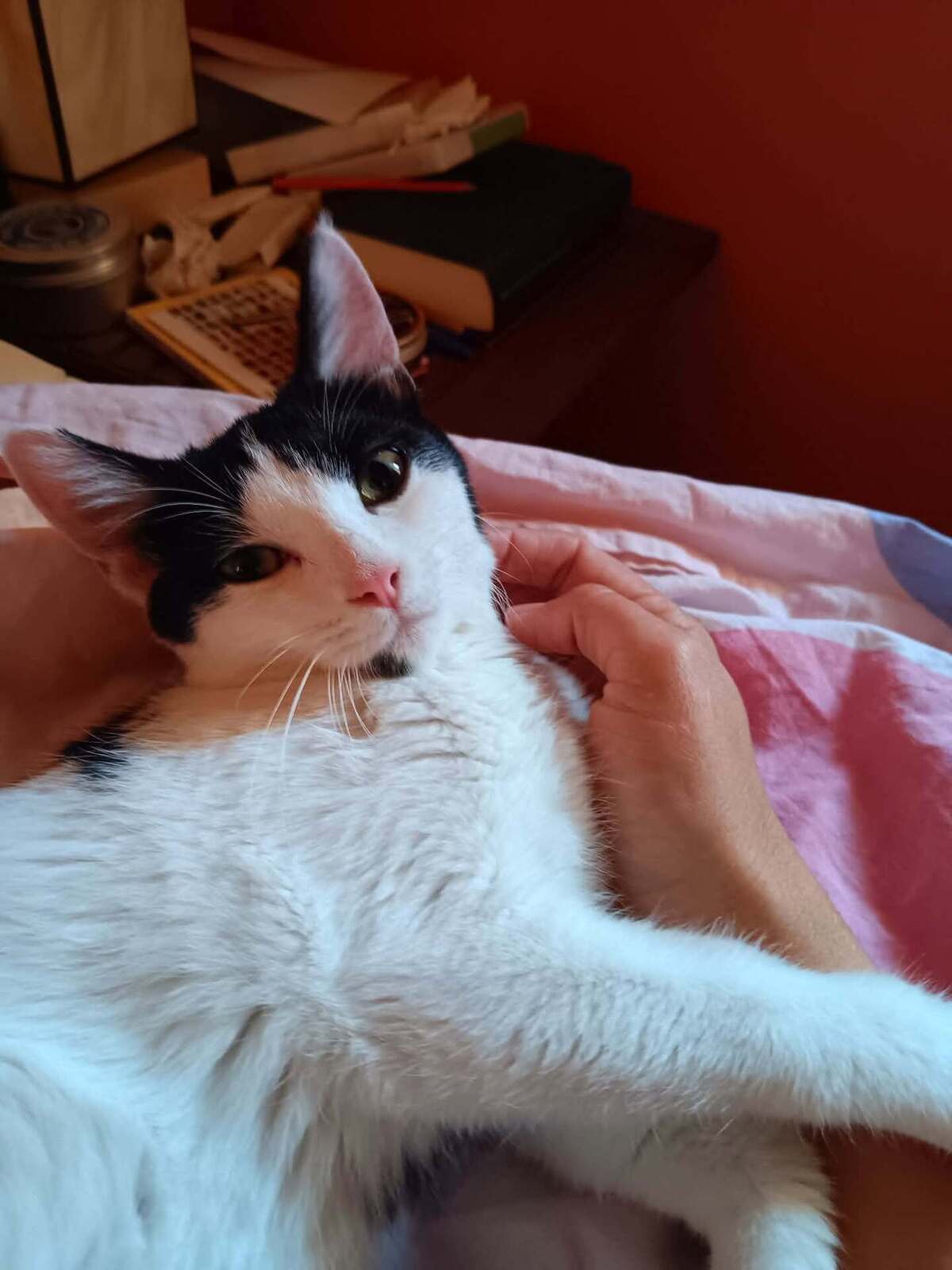 Adoption MISHIMA