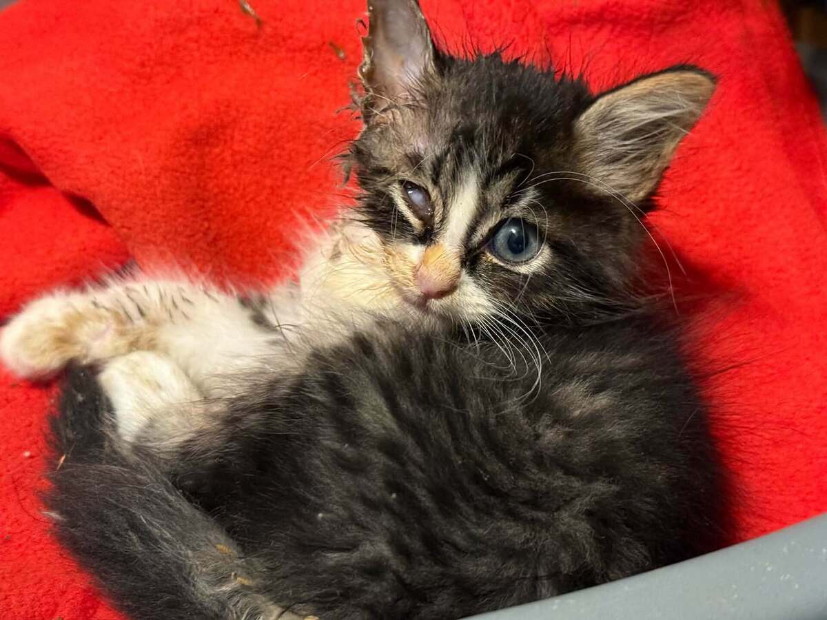 Adoption MANNY