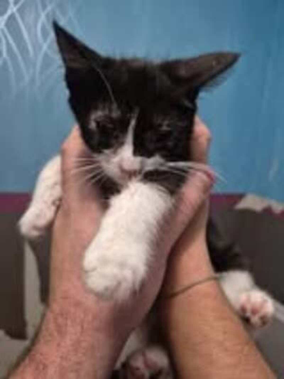 Adoption Météore