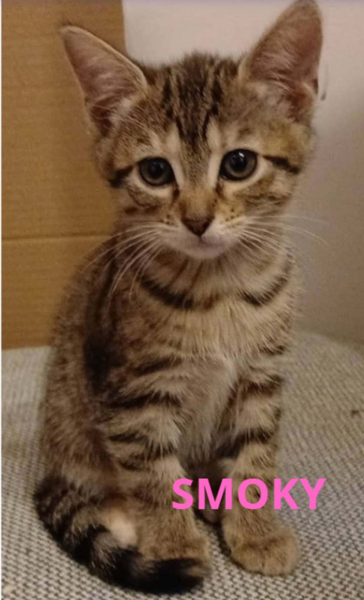 Adoption Fratrie