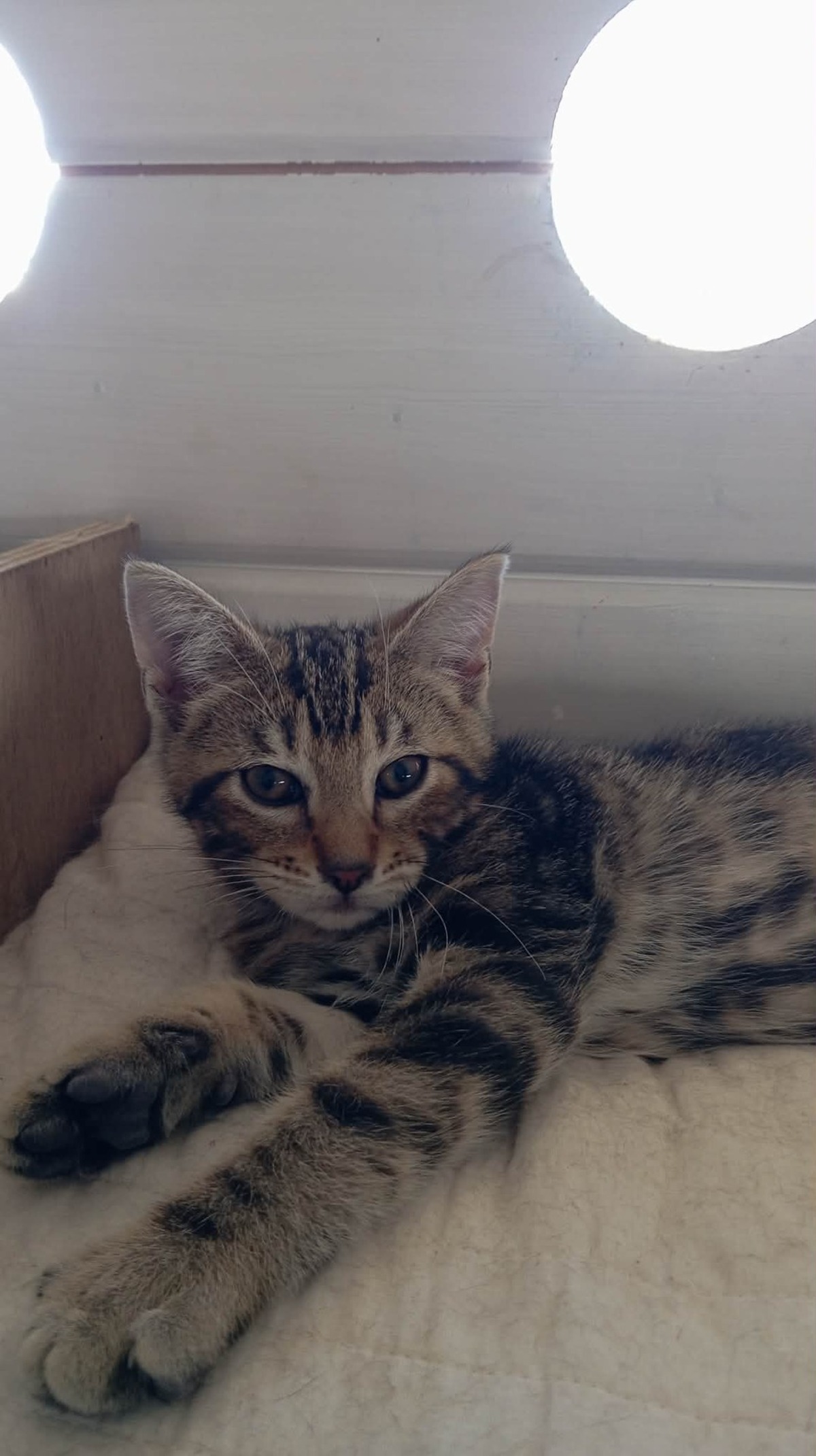 Adoption SMOOTHIE