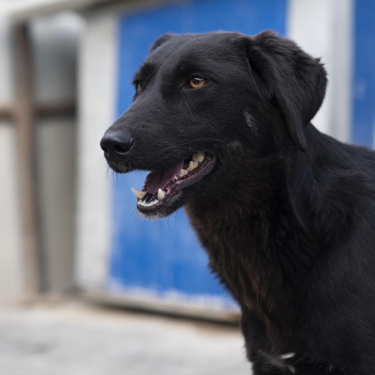 Adoption Tessie
