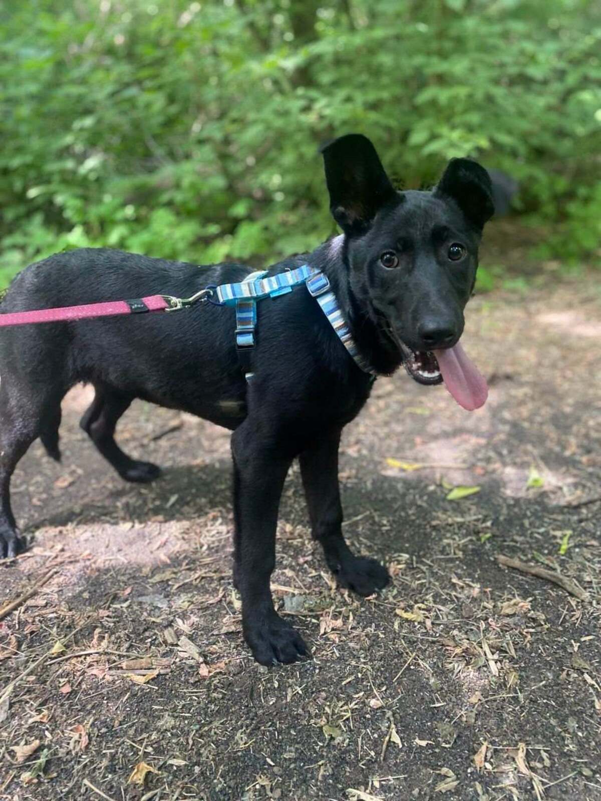 Adoption Scarlet