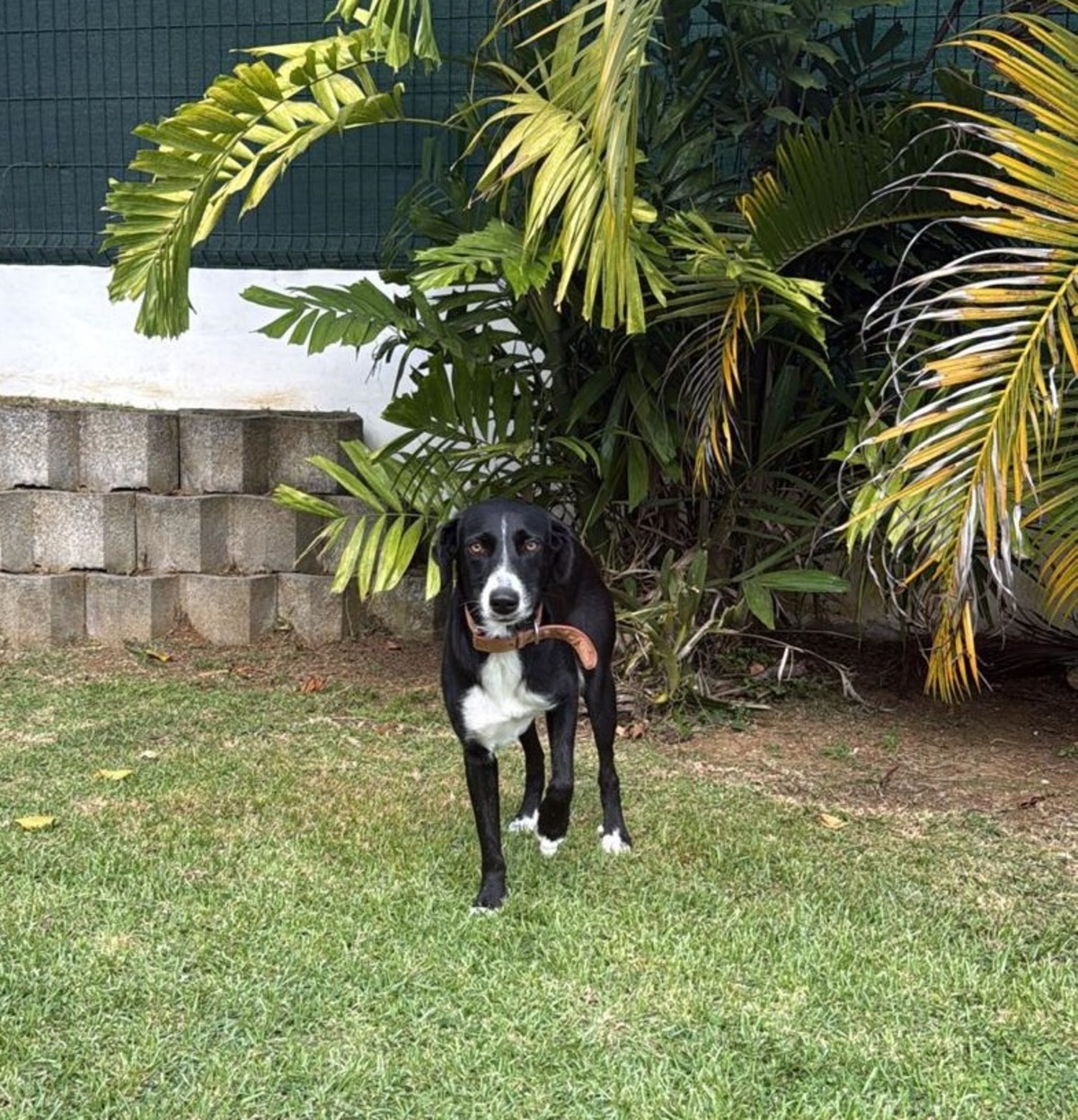 Adoption Tiana