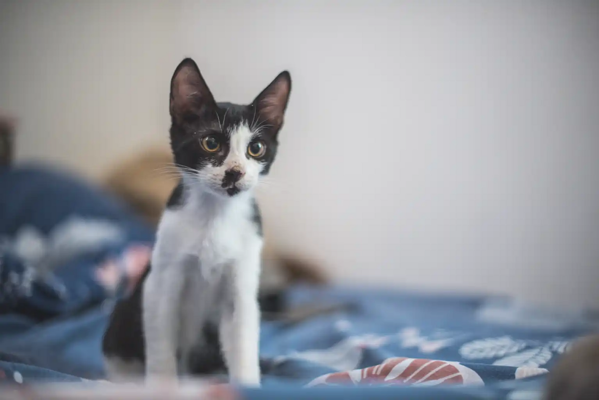 Adoption Budy