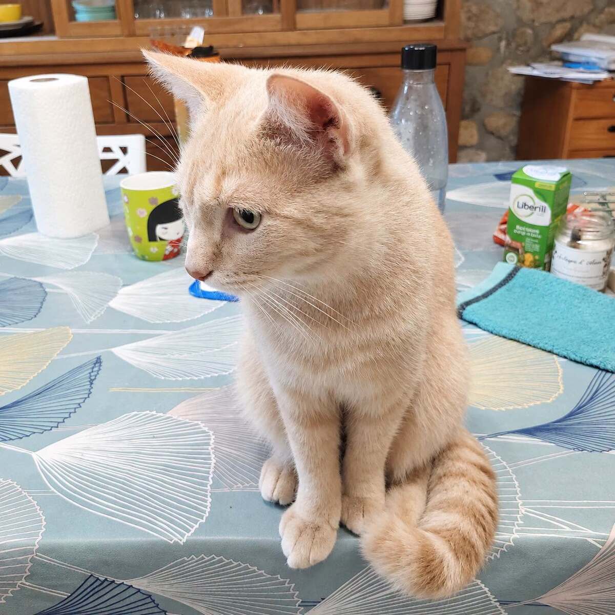 Adoption Yokaï