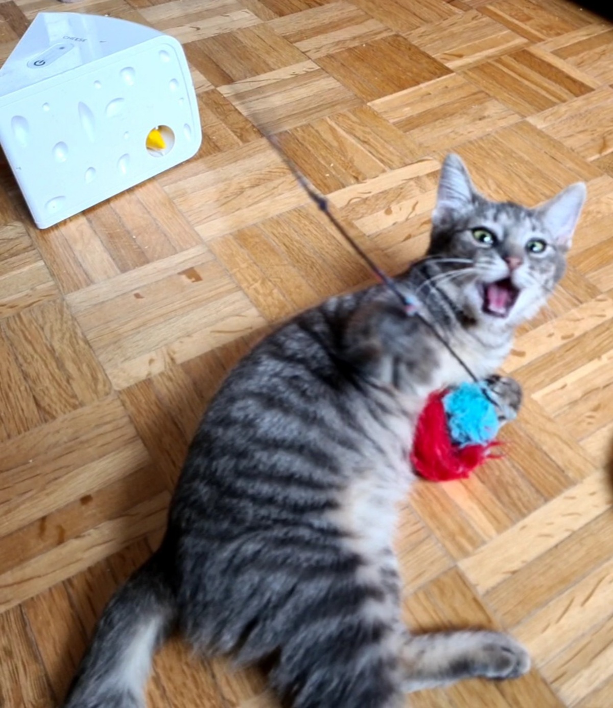 Adoption Rosine