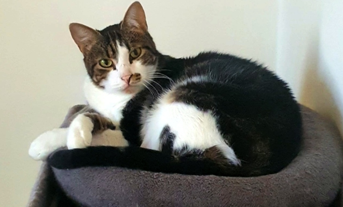 Adoption Stitch