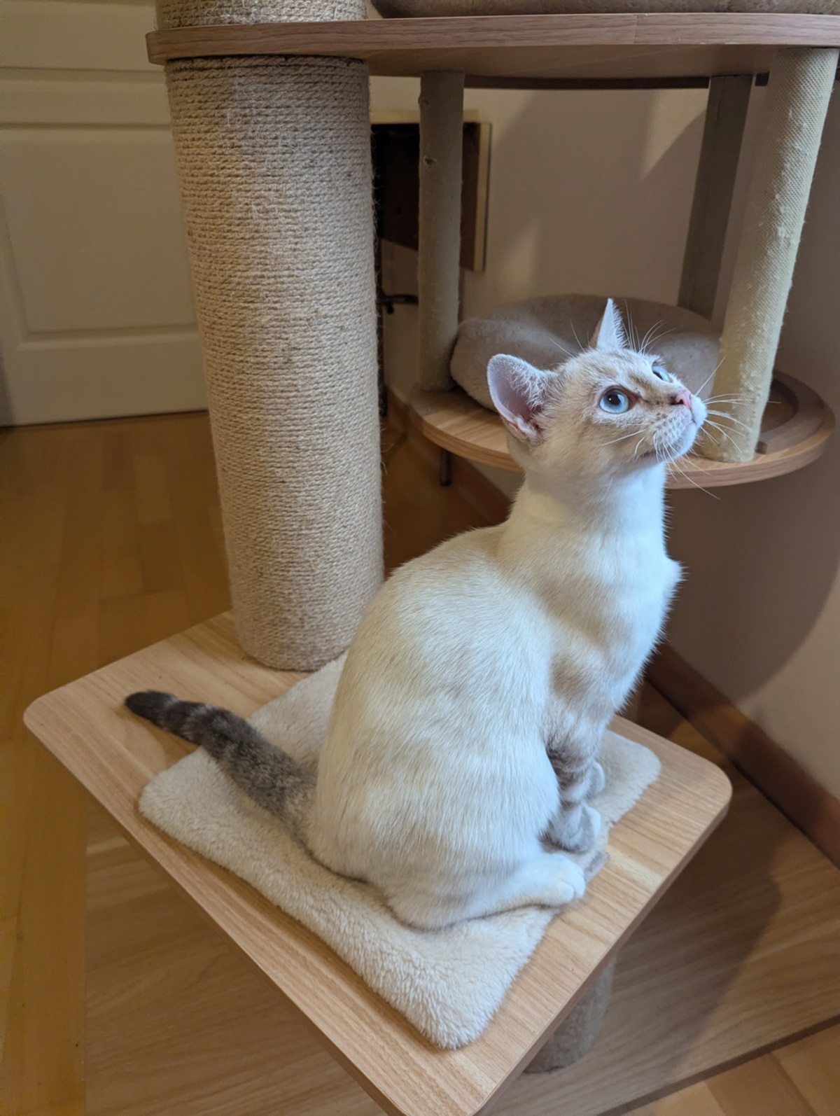 Adoption Roazhon