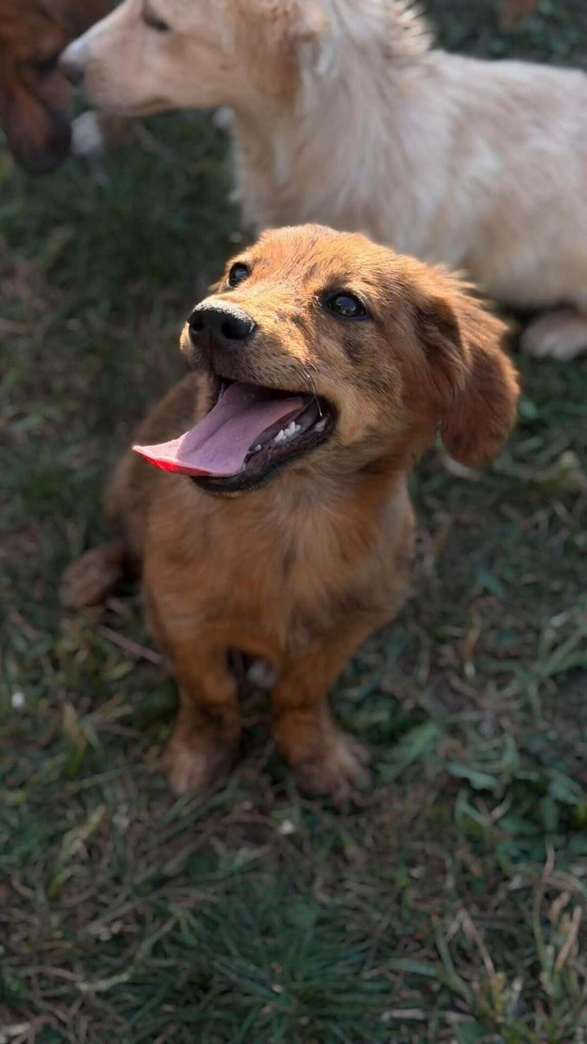 Adoption Ramm