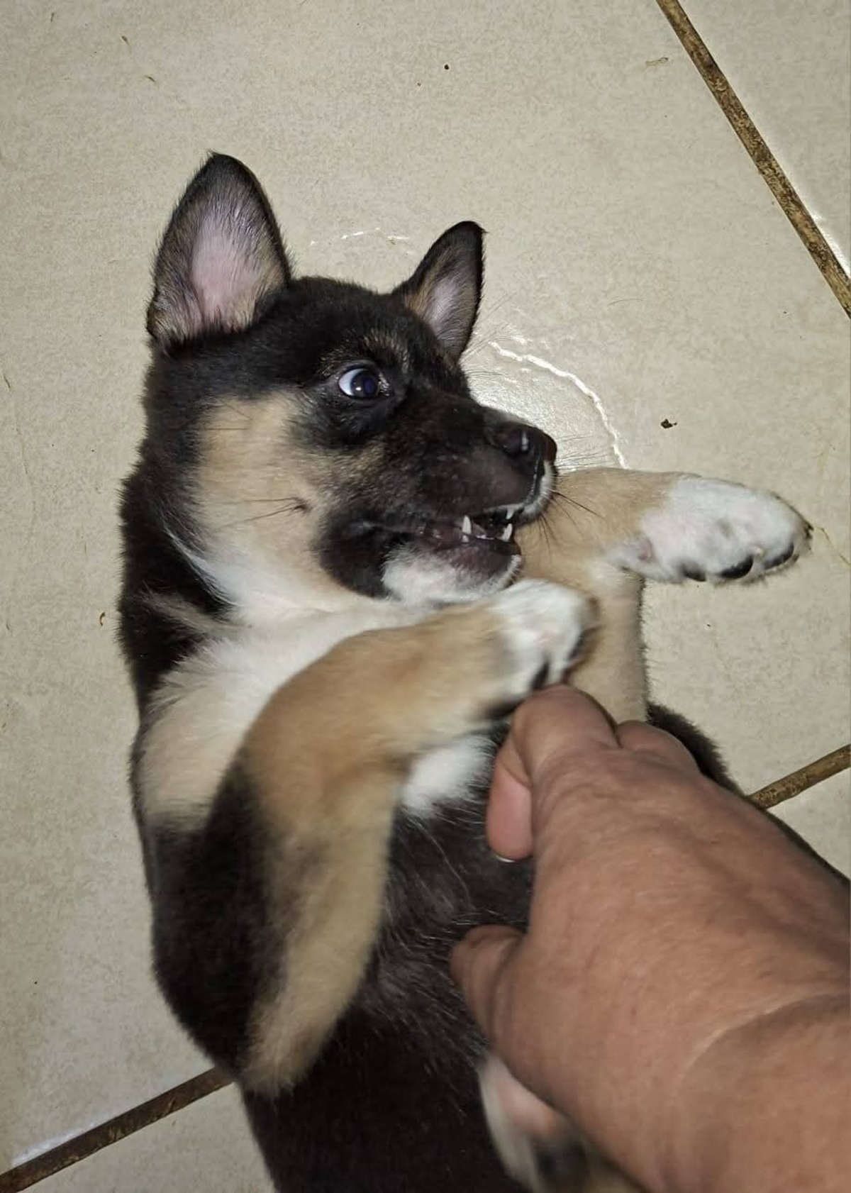 Adoption Boupsy