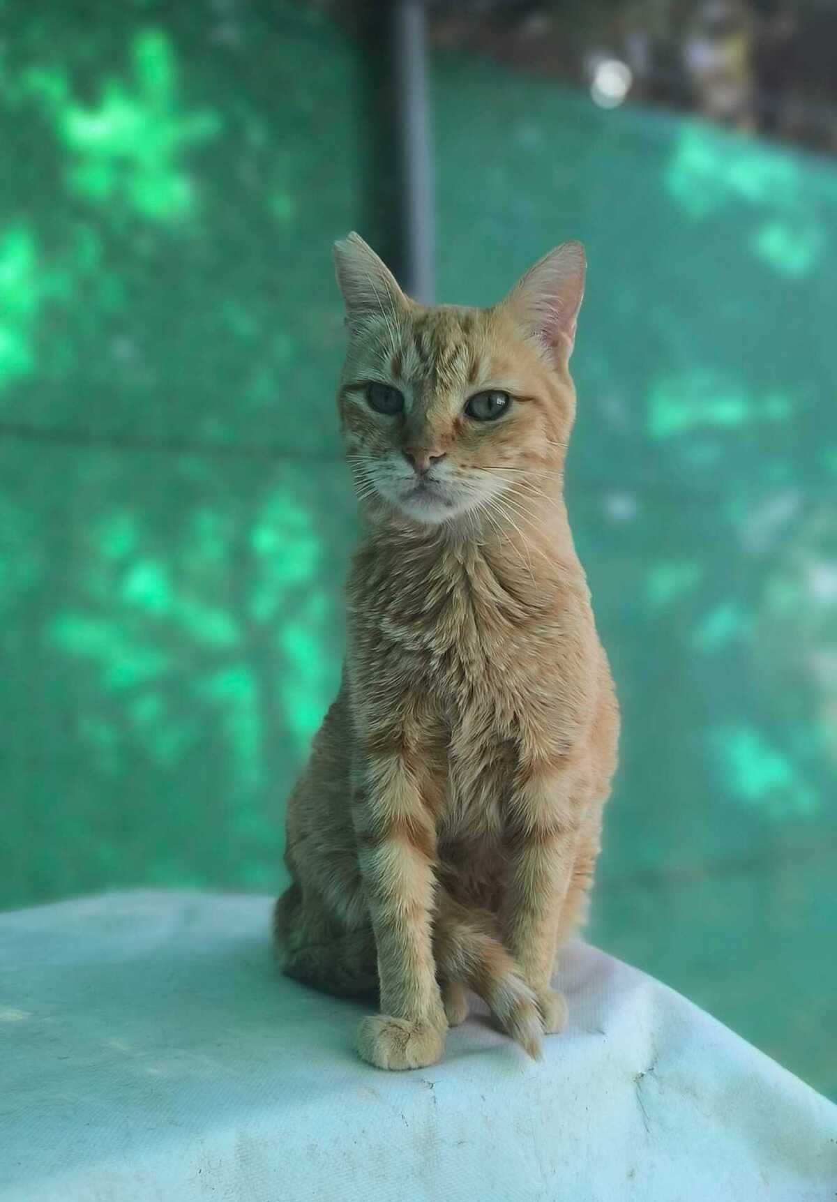 Adoption Rubia