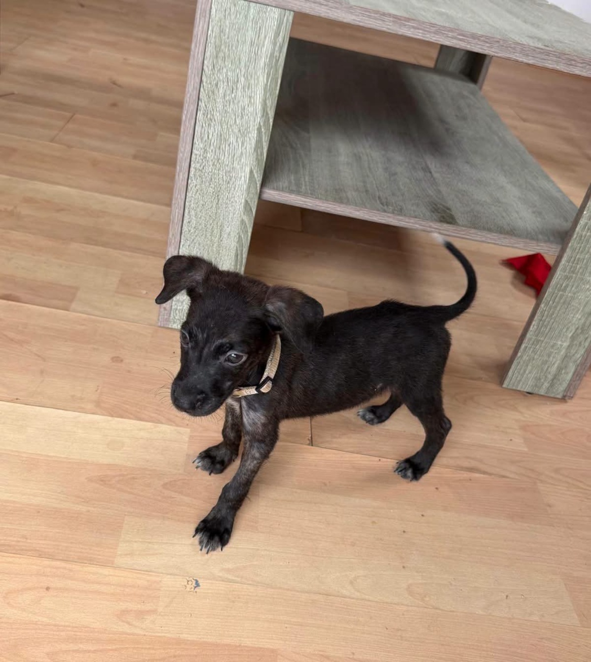 Adoption Kumo