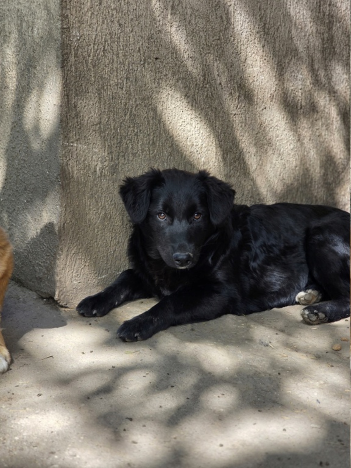 Adoption Ailani