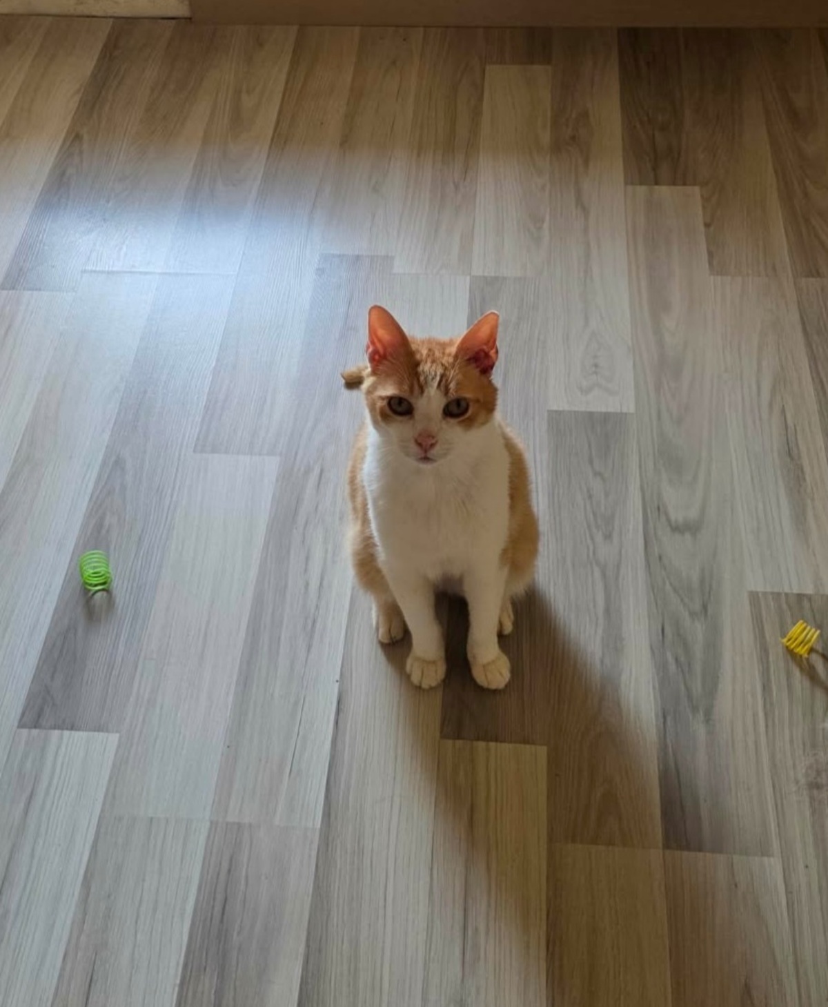 Adoption Stan