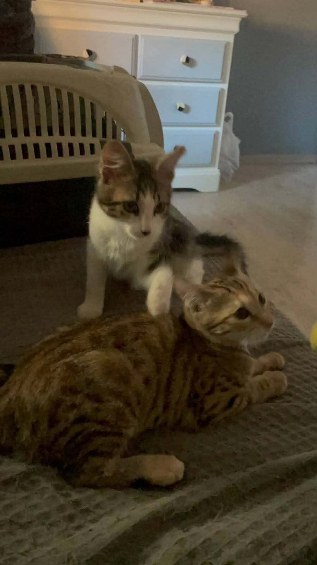 Adoption Blini et Bond