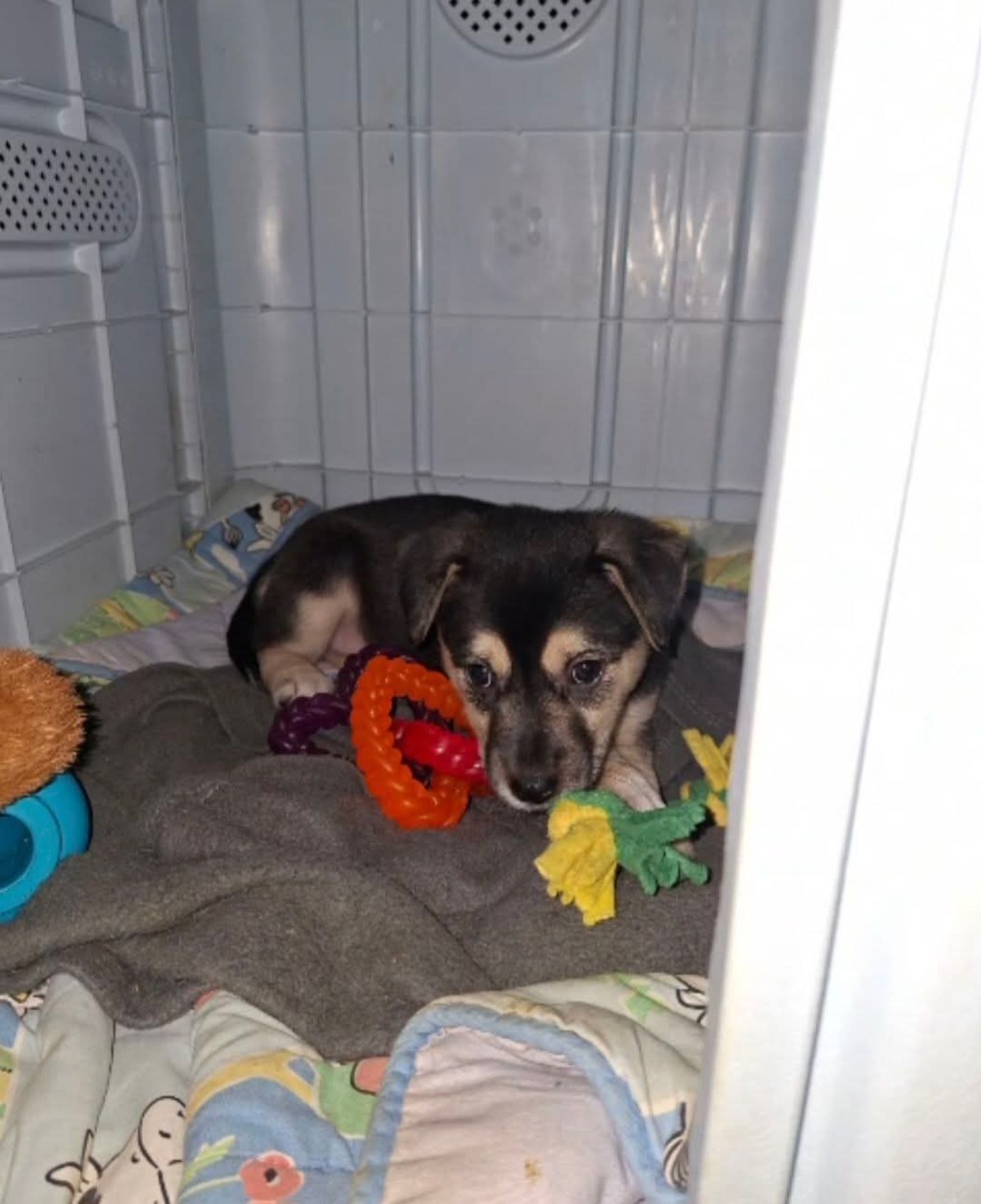 Adoption Bora