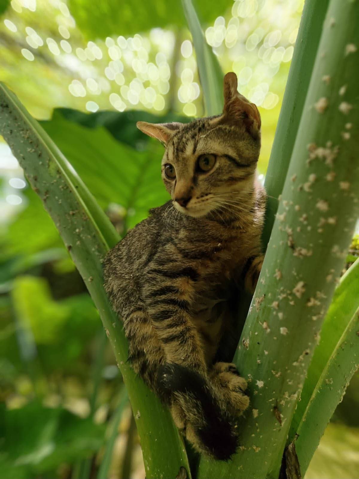 Adoption Bonbon