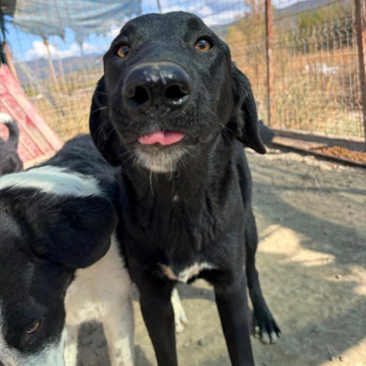 Adoption Scarlett