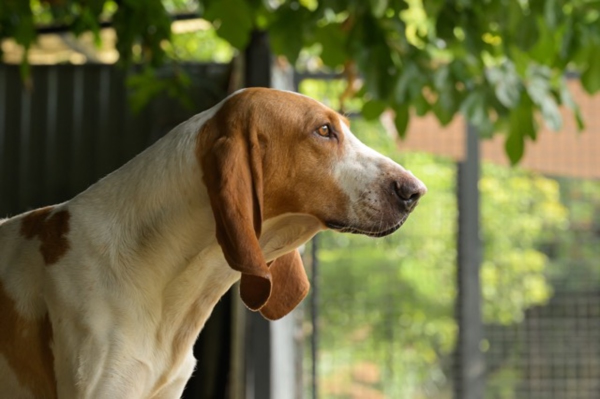 Adoption Ruben