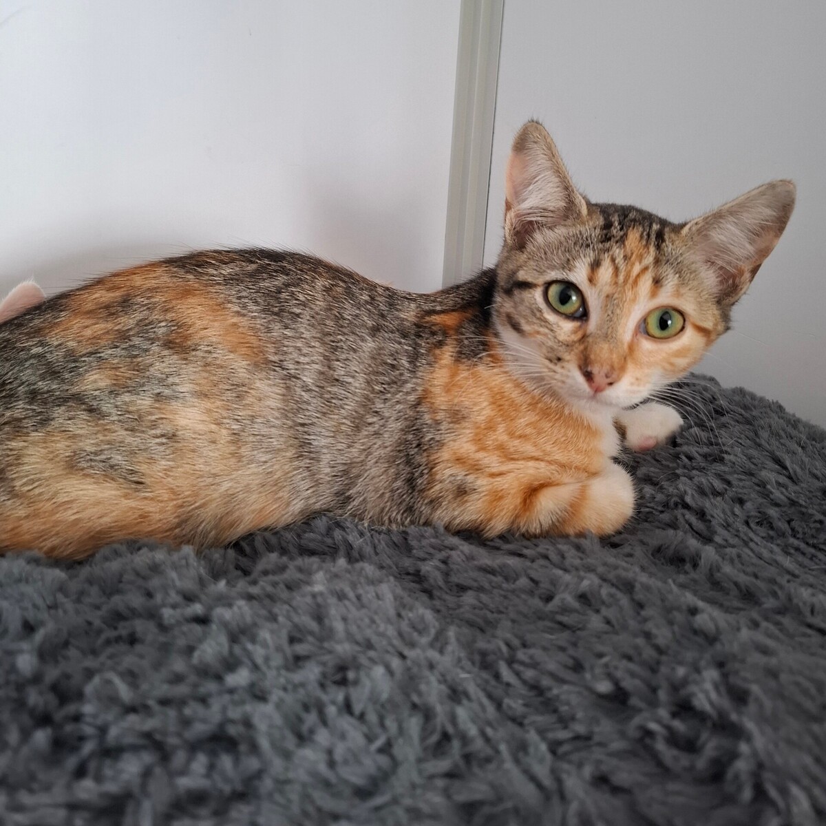Adoption BACCARA