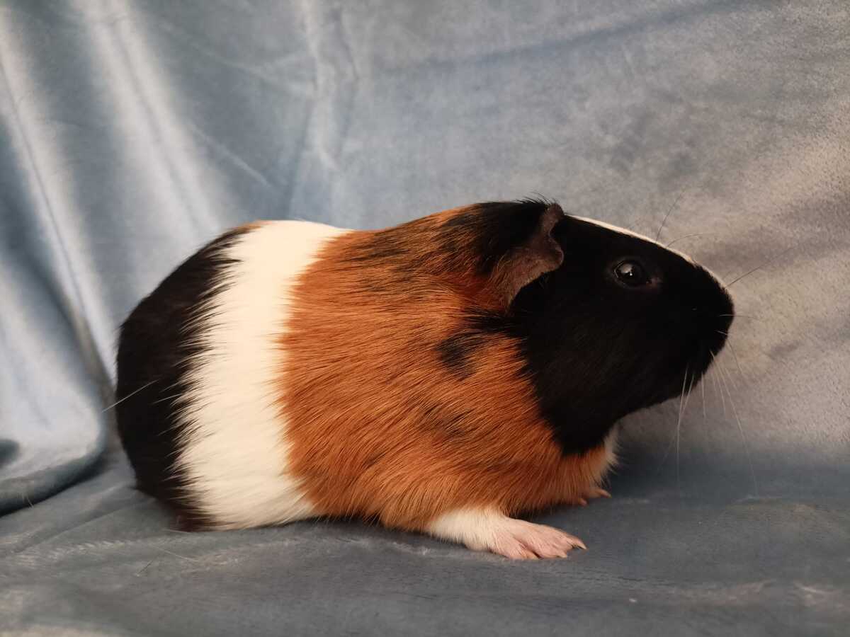 Adoption Muffin