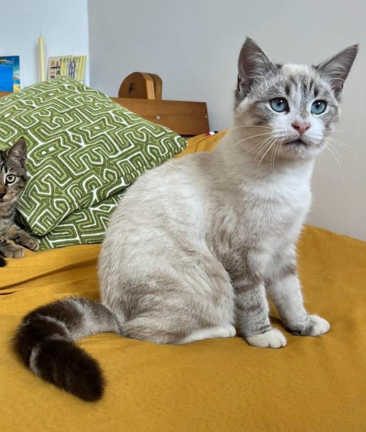 Adoption Abysse 