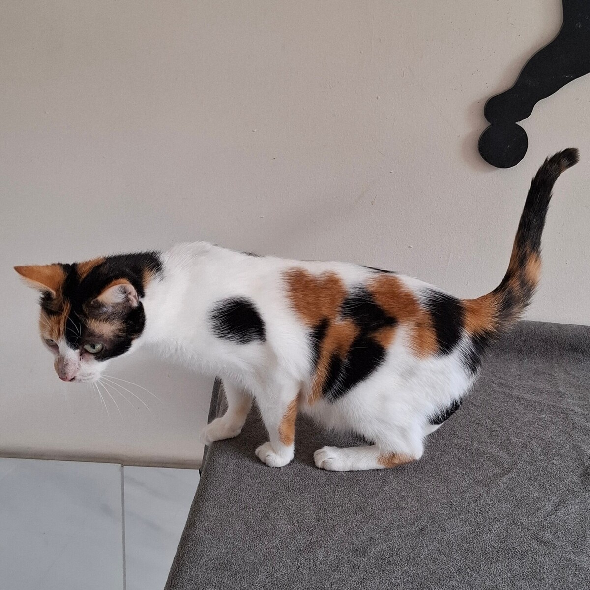 Adoption BELINDA