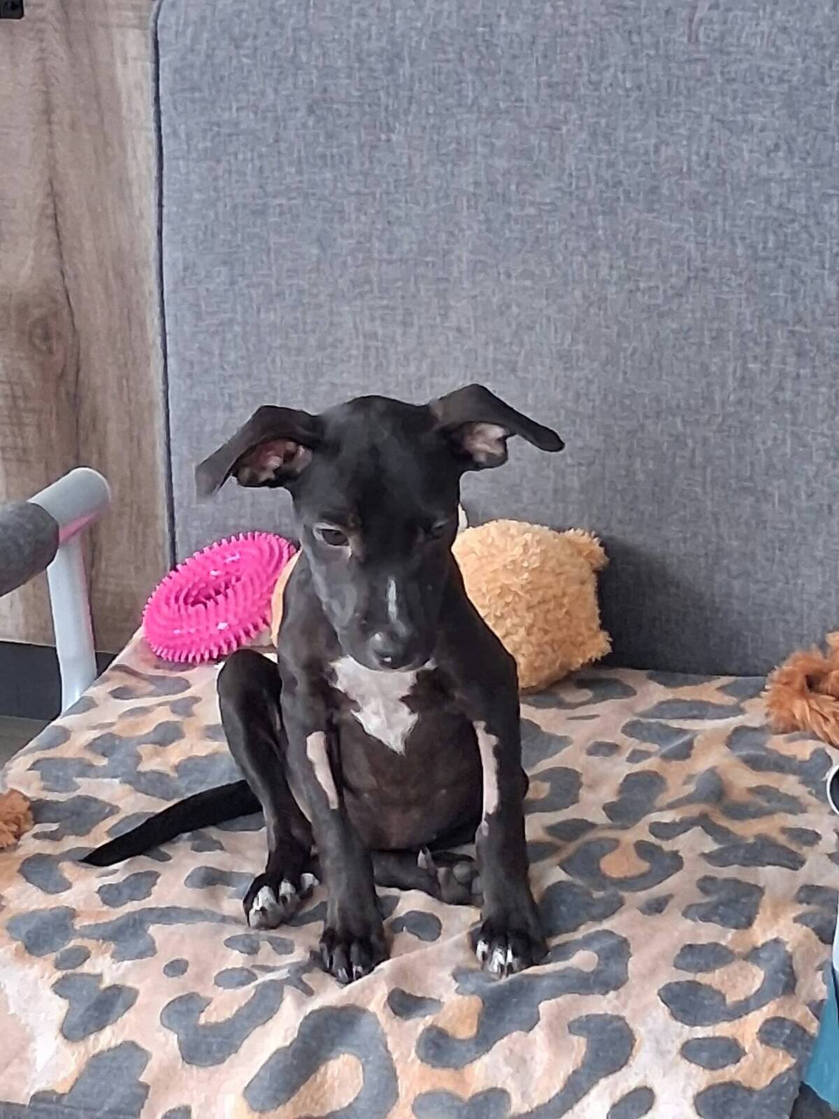 Adoption Nyx