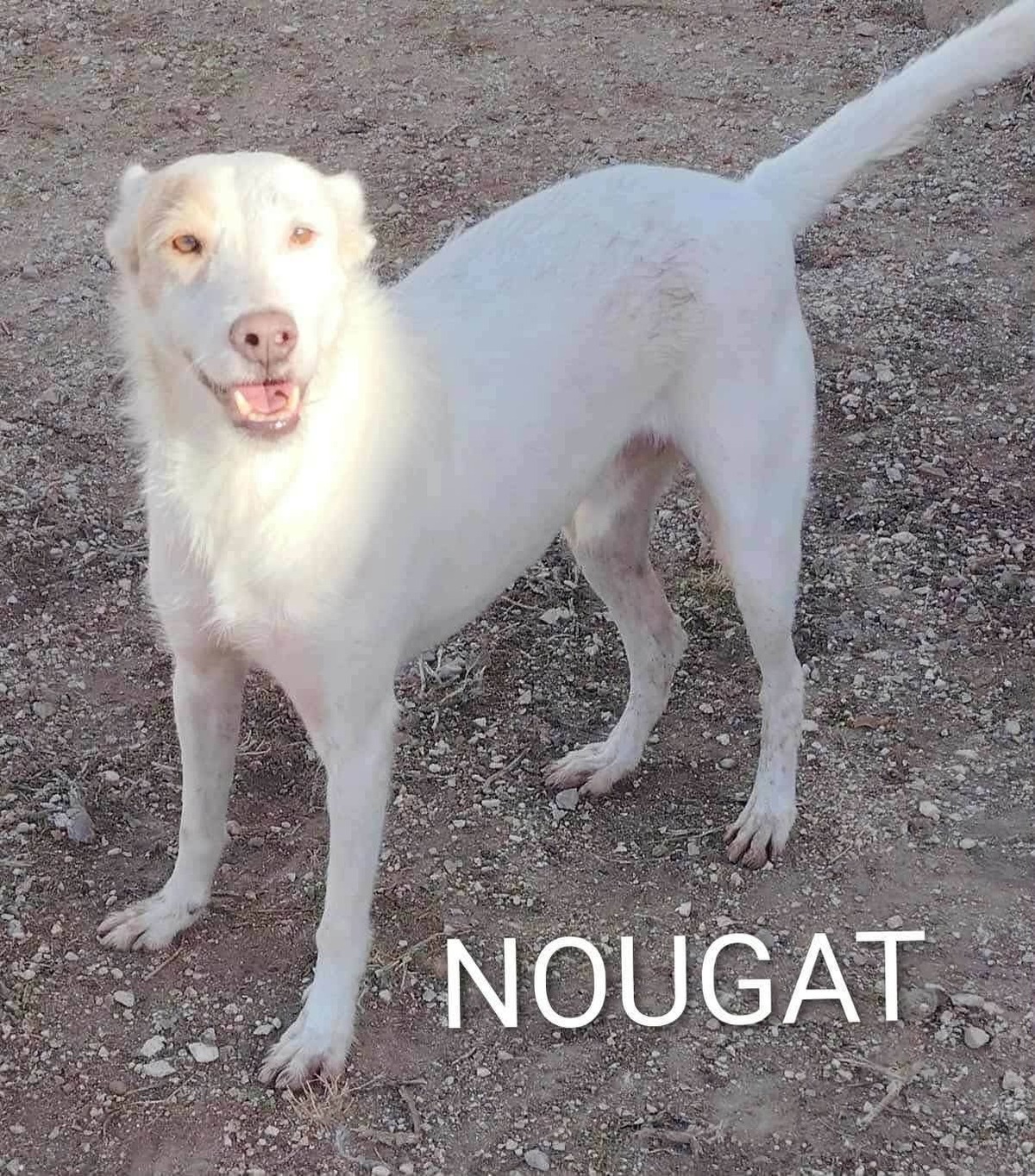 Adoption Nougat