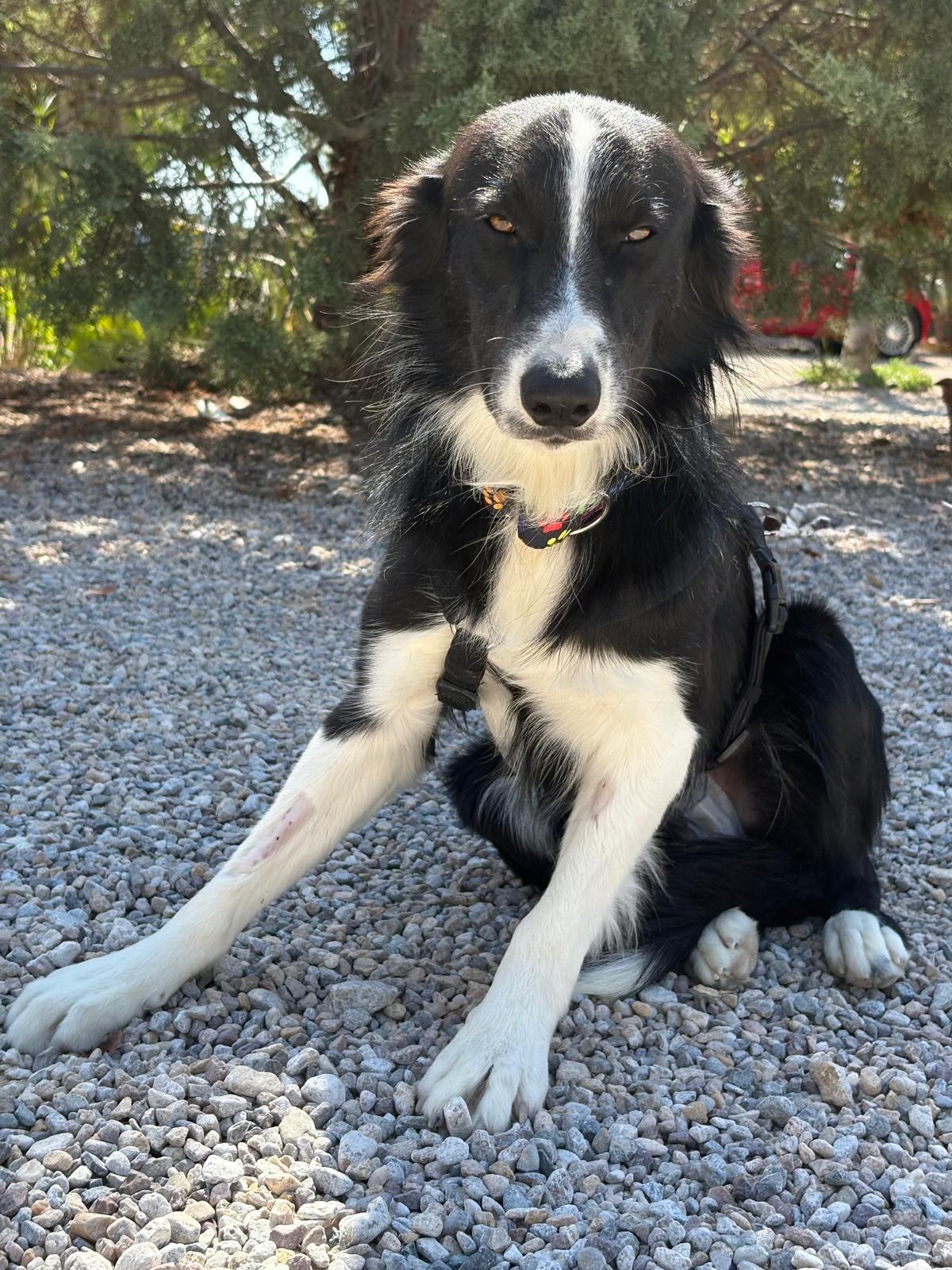 Adoption Giorgi