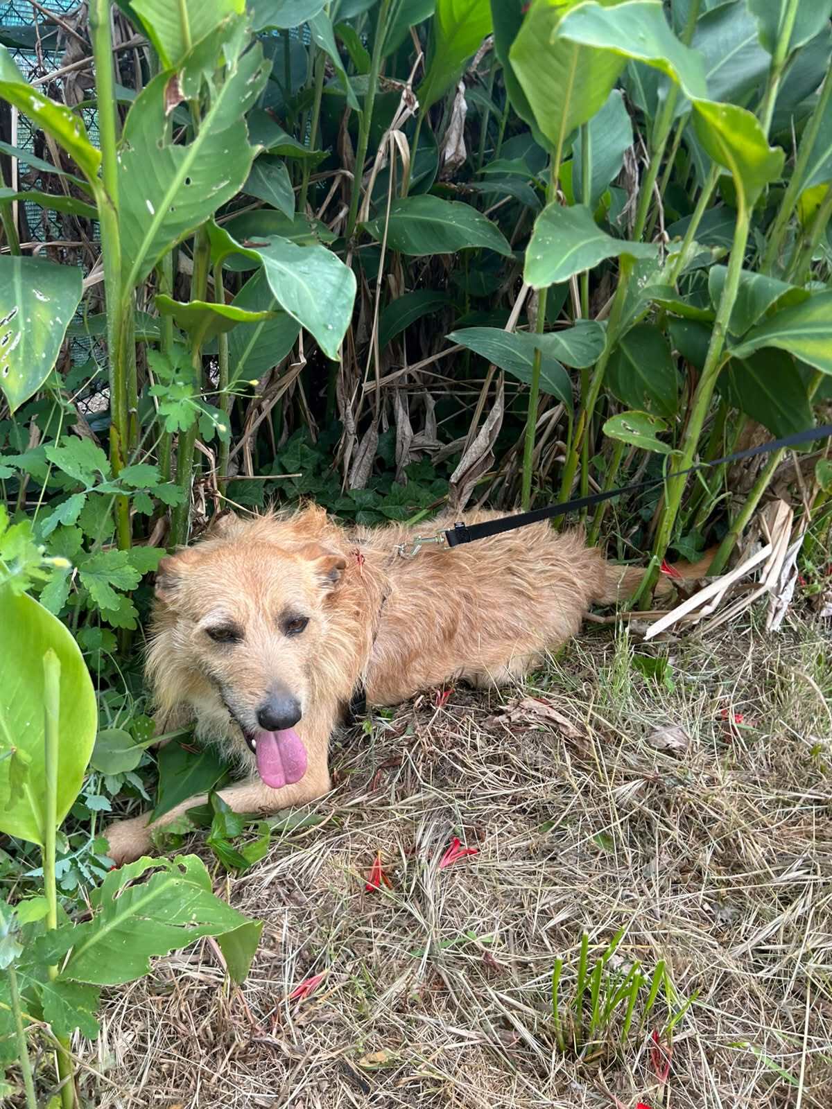 Adoption Sequinho