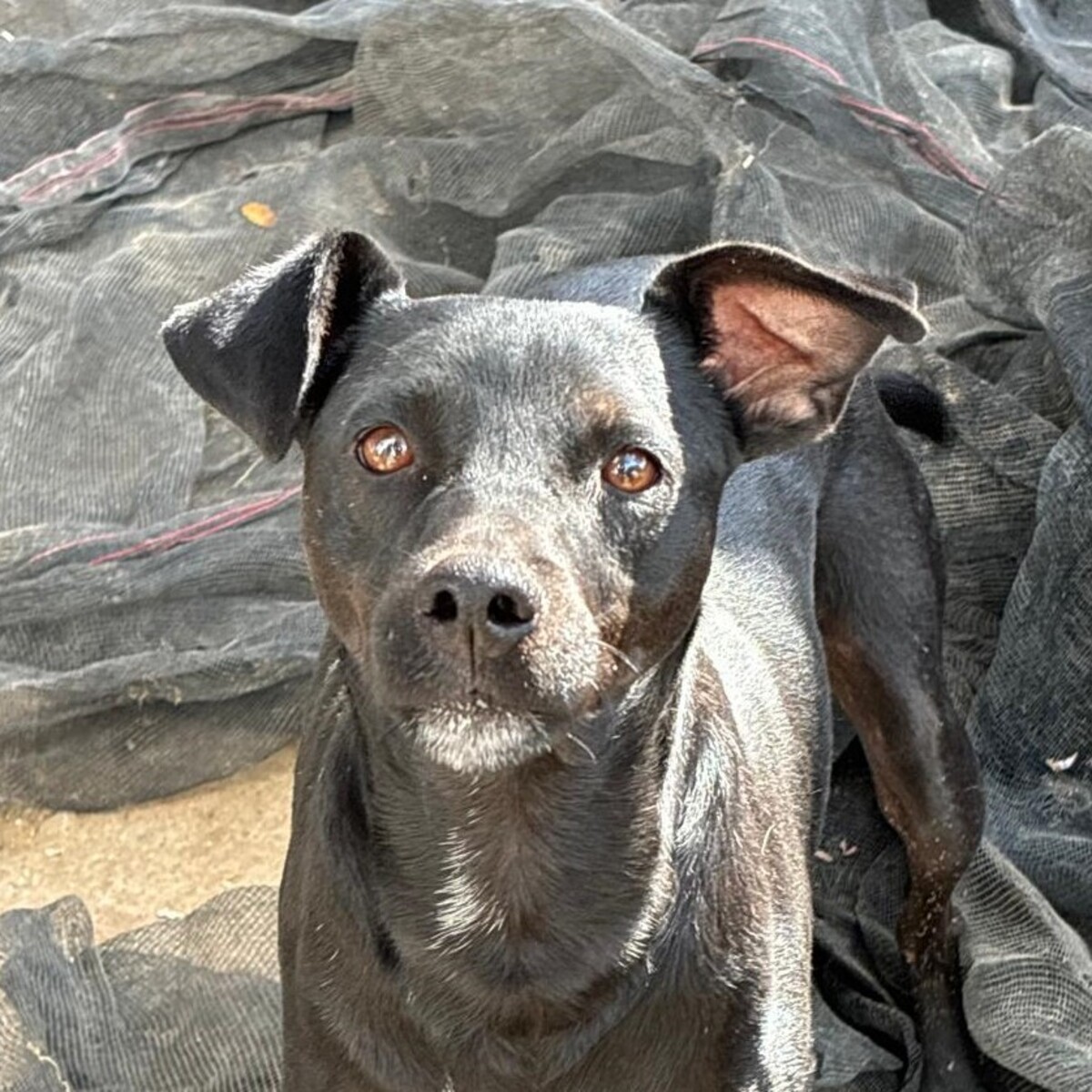Adoption Helio