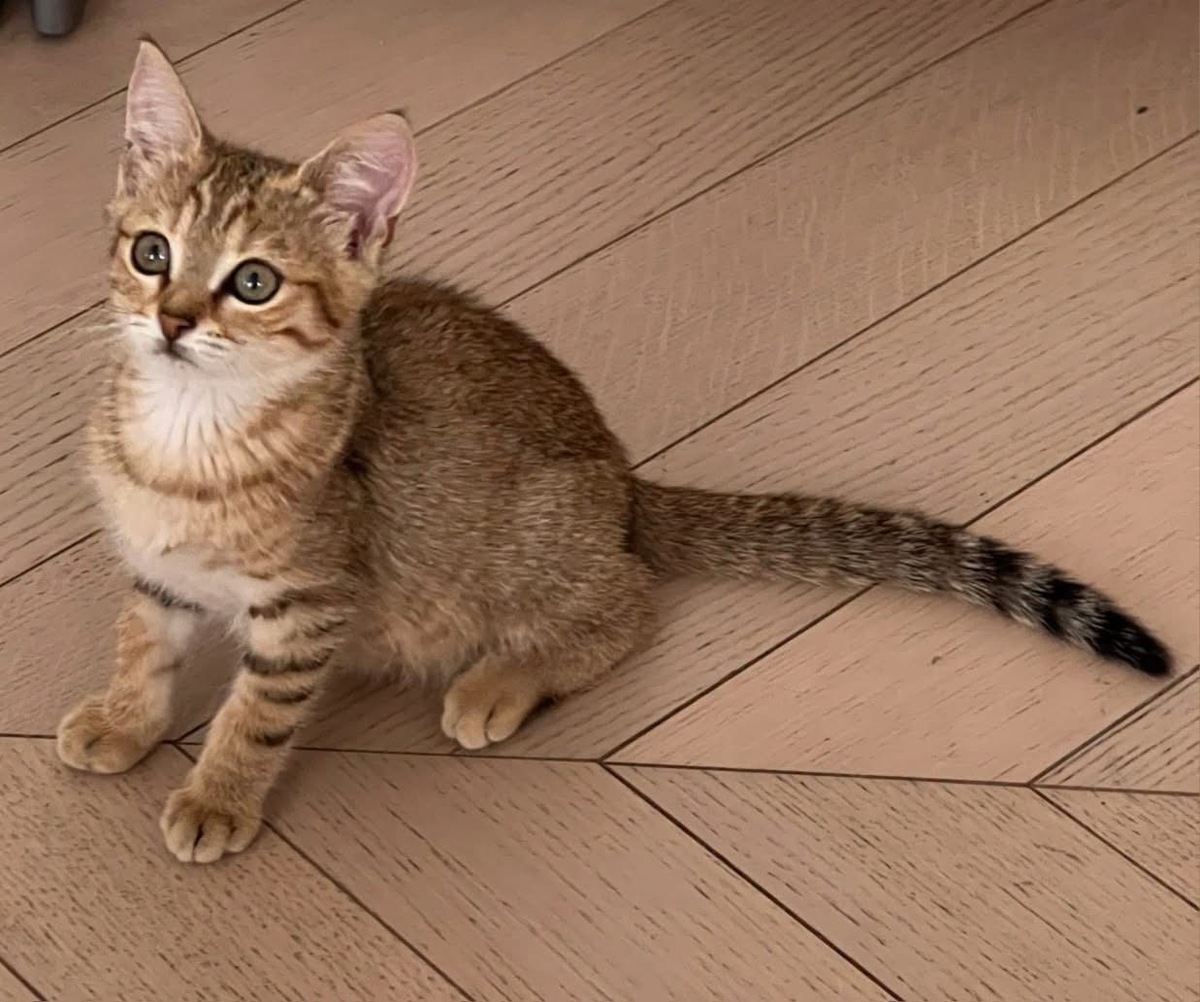 Adoption ISSEKI