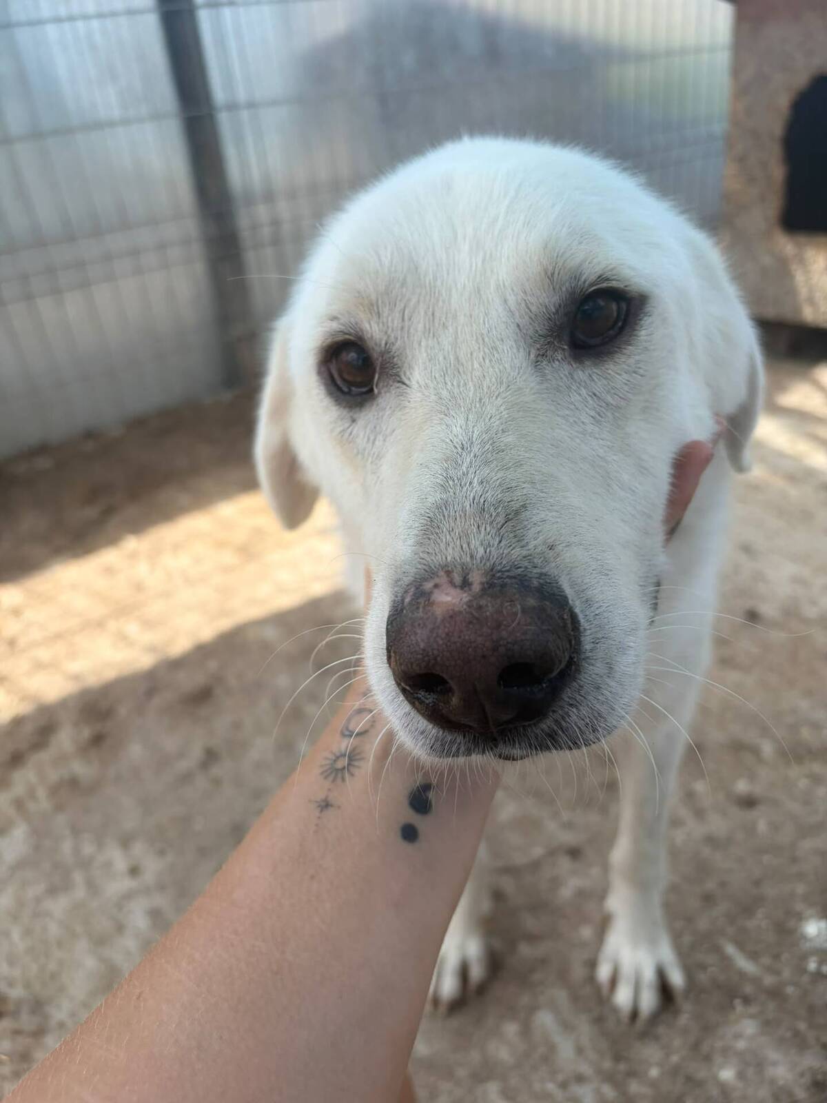 Adoption Marley