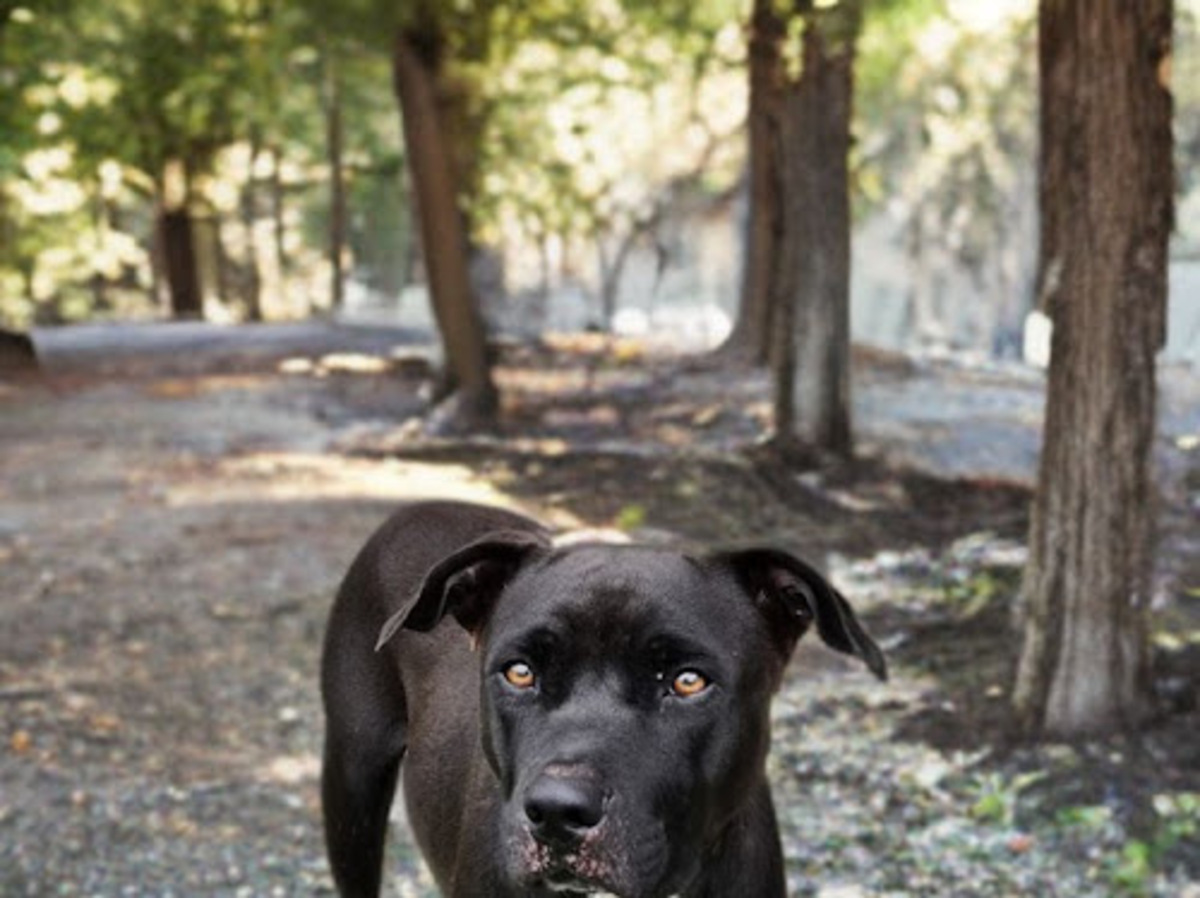 Adoption Saphira
