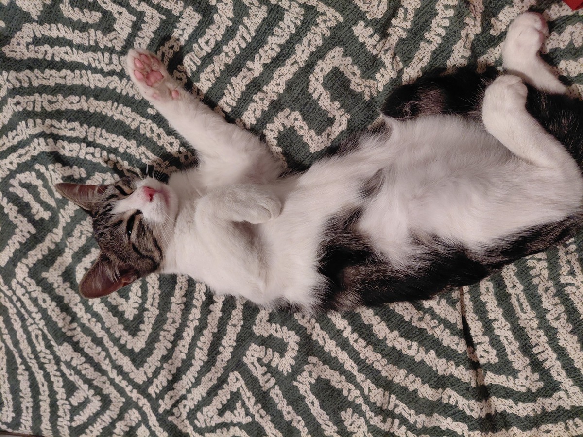Adoption Griotte