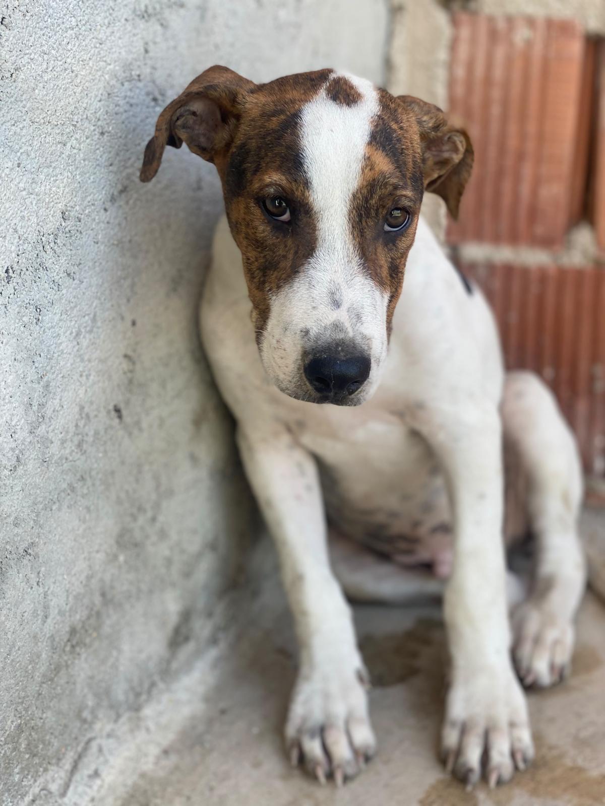 Adoption Jacinto