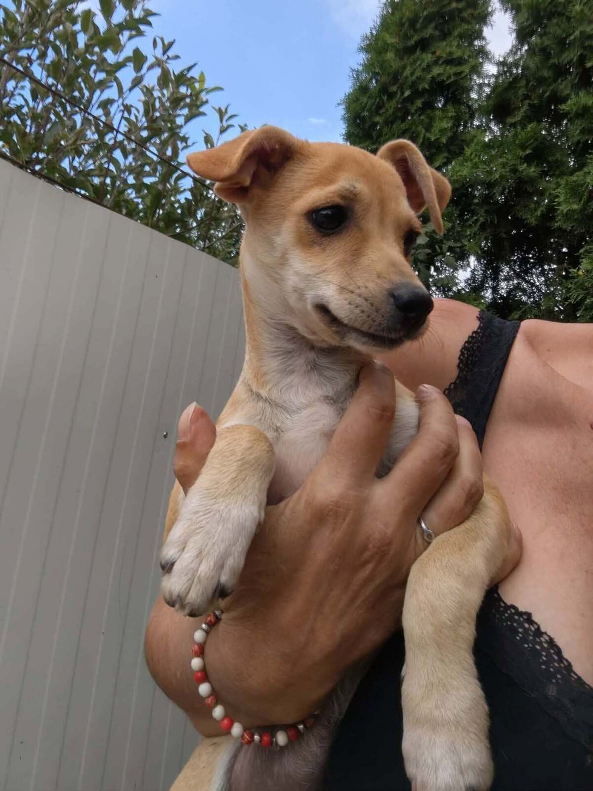 Adoption Umi