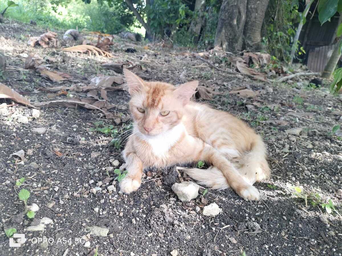 Adoption Caliste