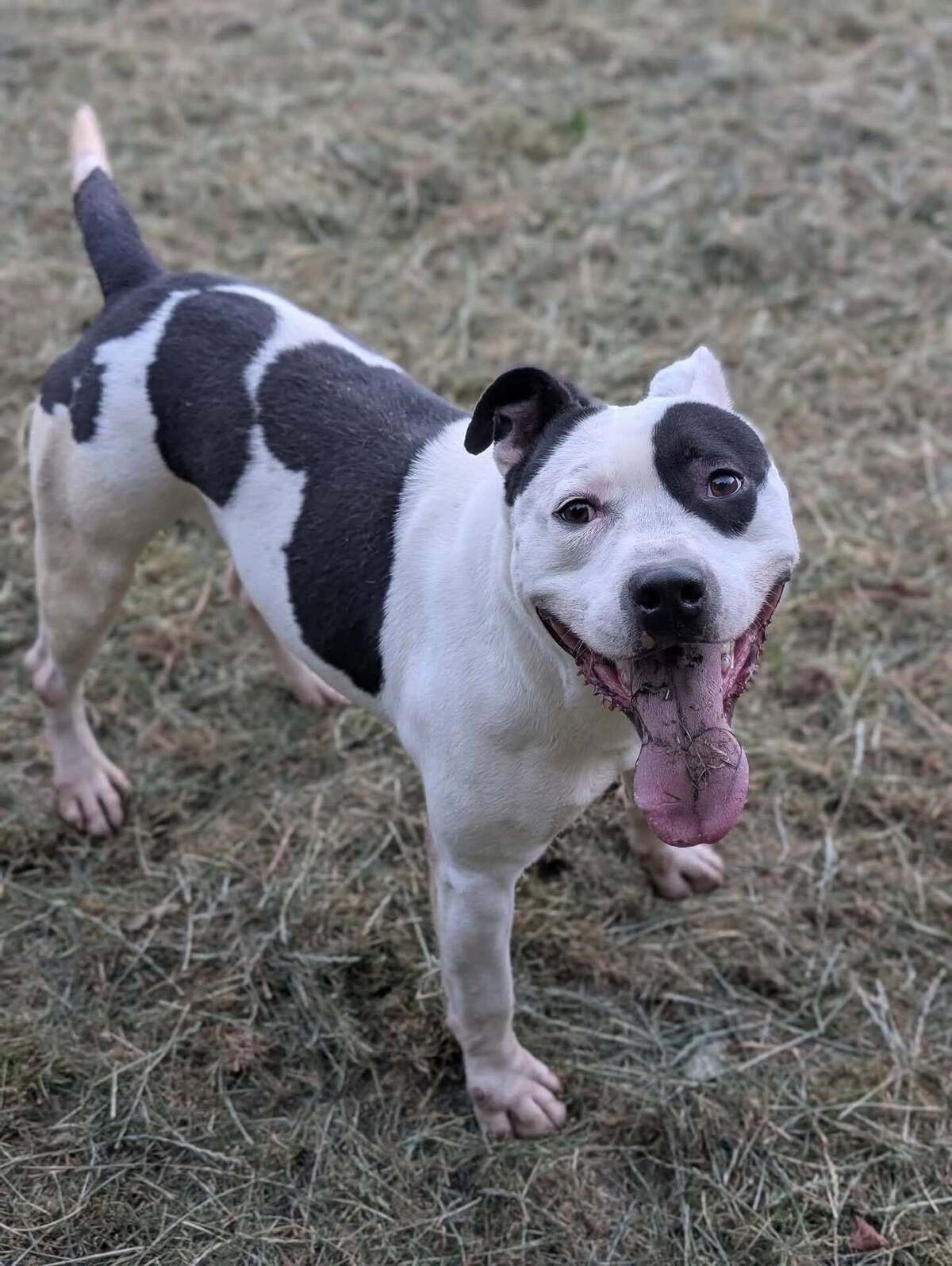 Adoption Godzilla