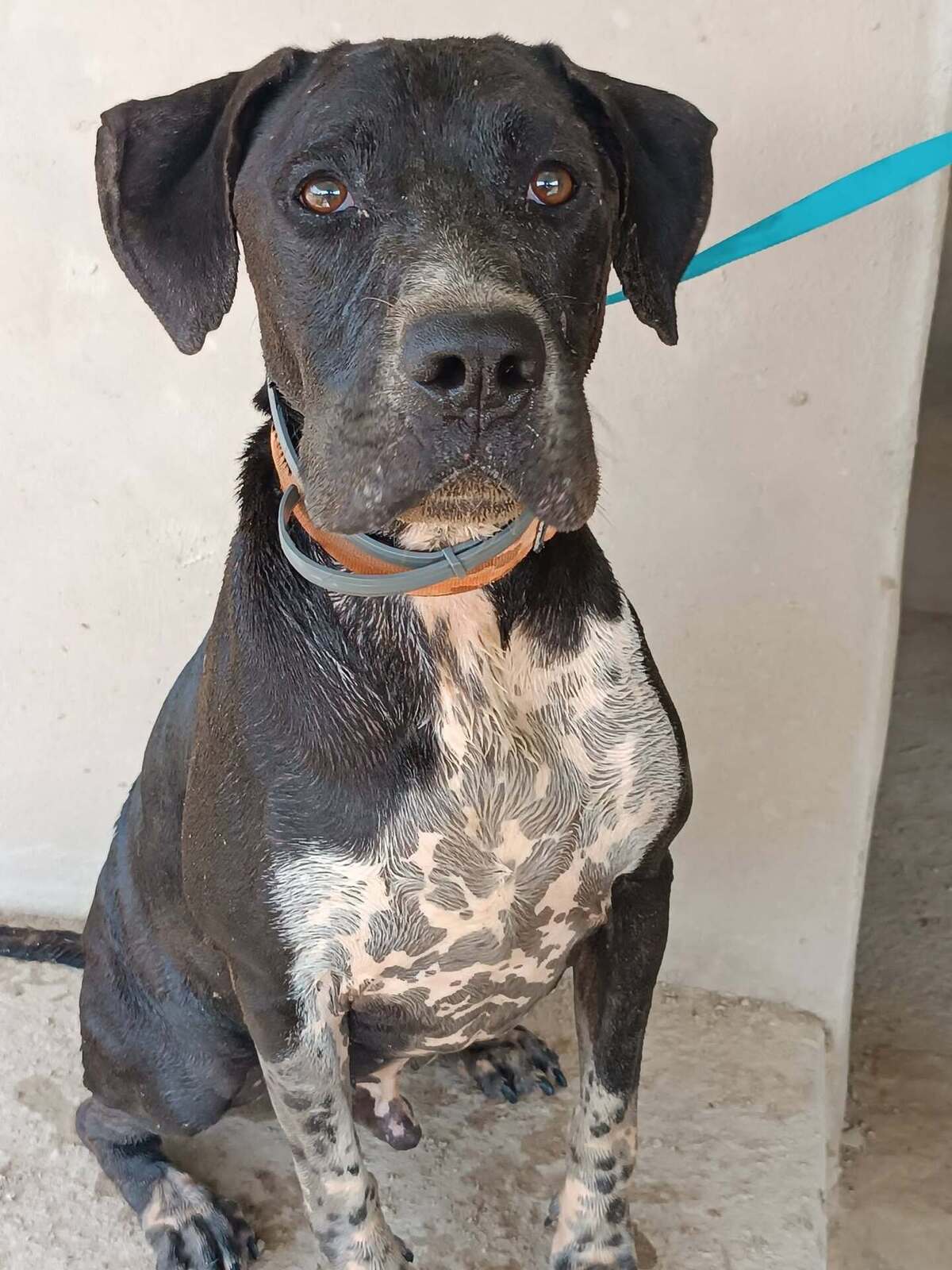 Adoption Salsa